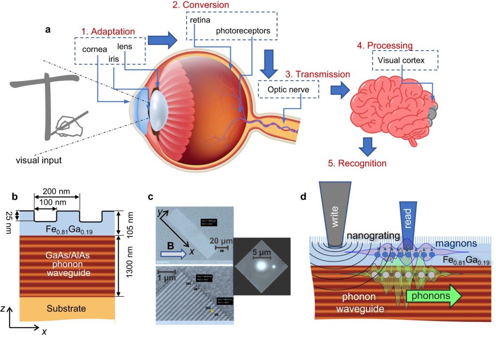 International research team develops new hardware for neuromorphic computing International research team develops new hardware for neuromorphic computing